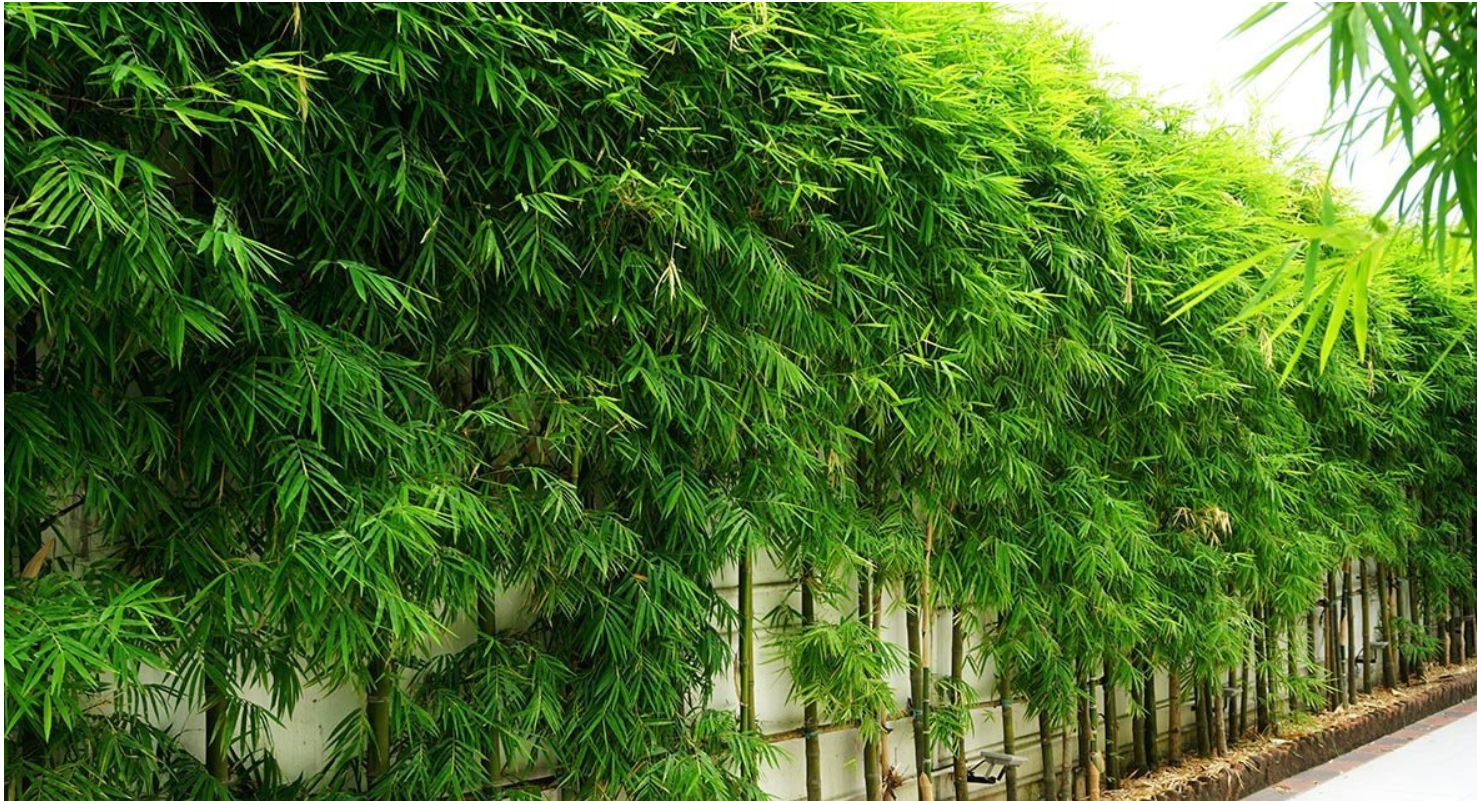 fastest growing bamboo for privacy