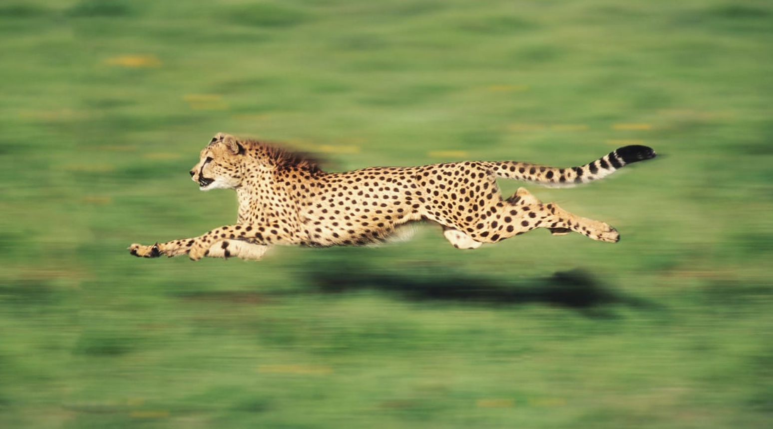 Meet the world's fastest land animal