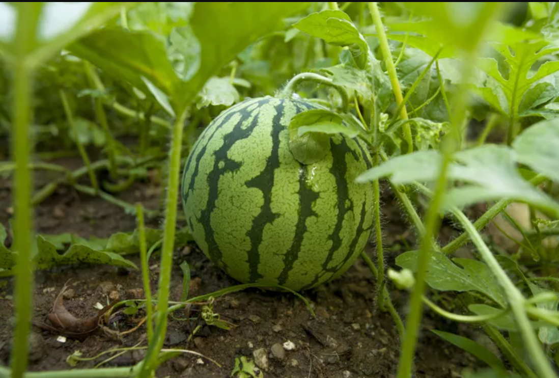 An image of the fastest growing watermelon