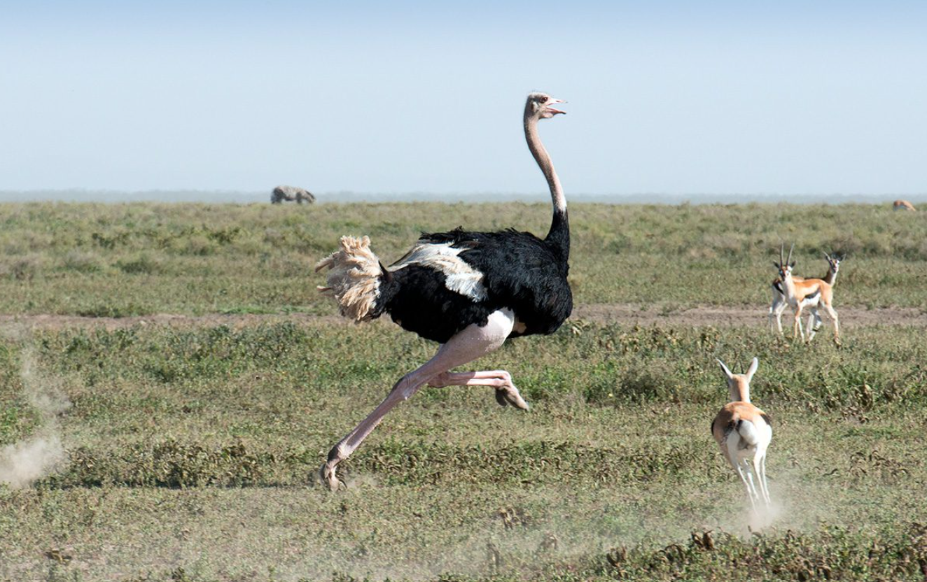 An image of the fastest running bird