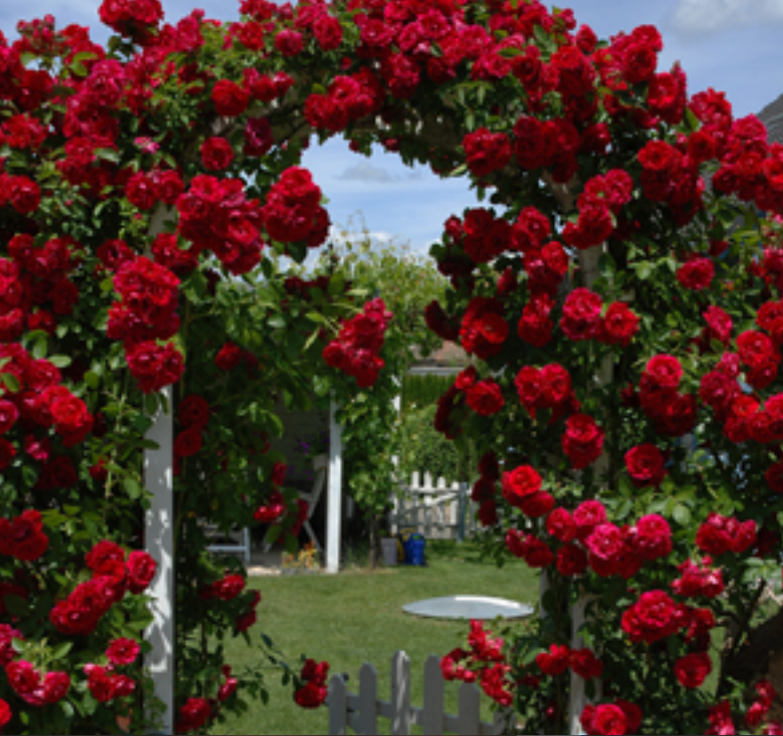 An image of the fastest growing climbing roses