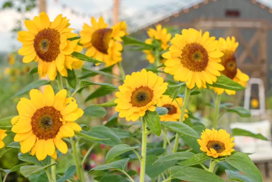 An image of the fastest growing sunflowers